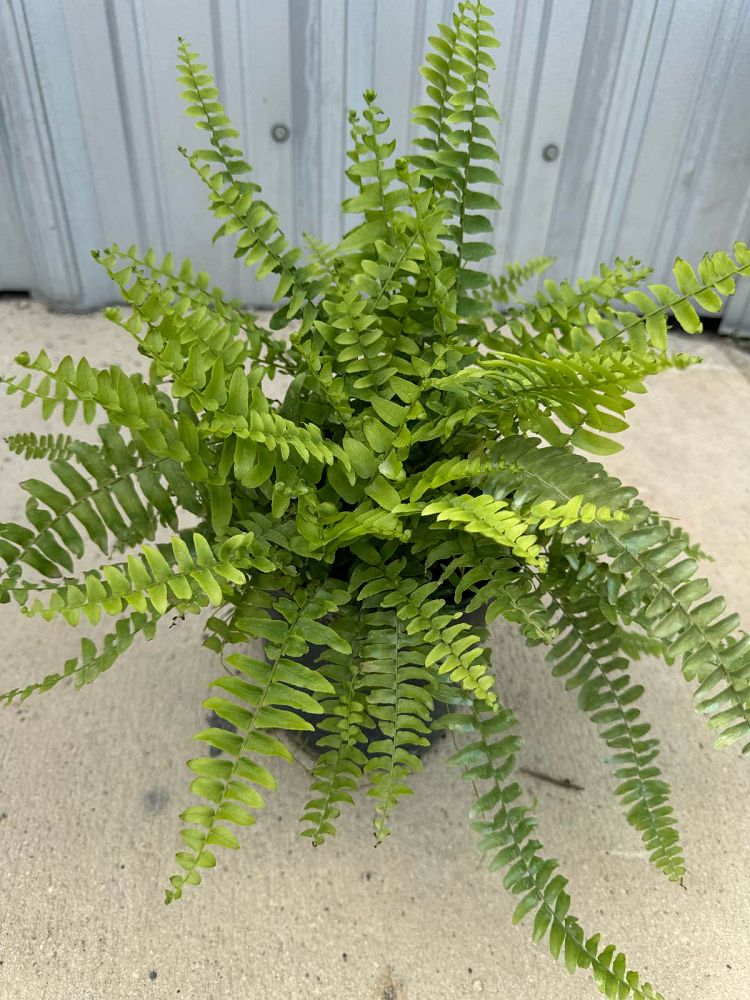 nephrolepis-exaltata-boston-fern
