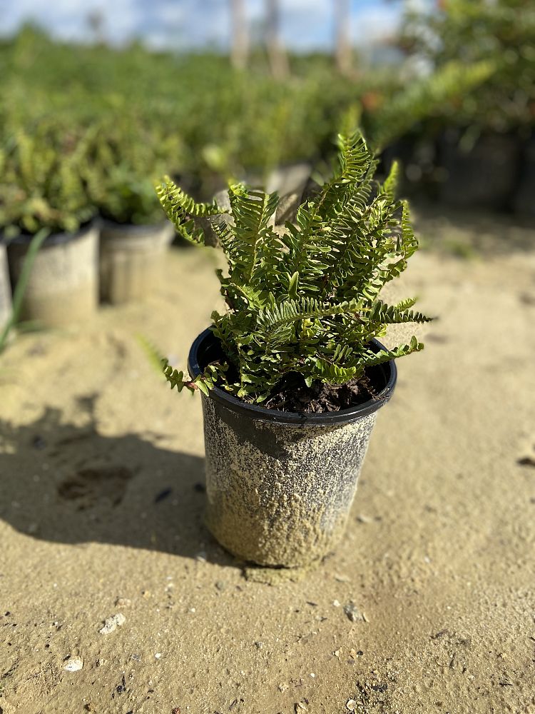 nephrolepis-exaltata-boston-fern