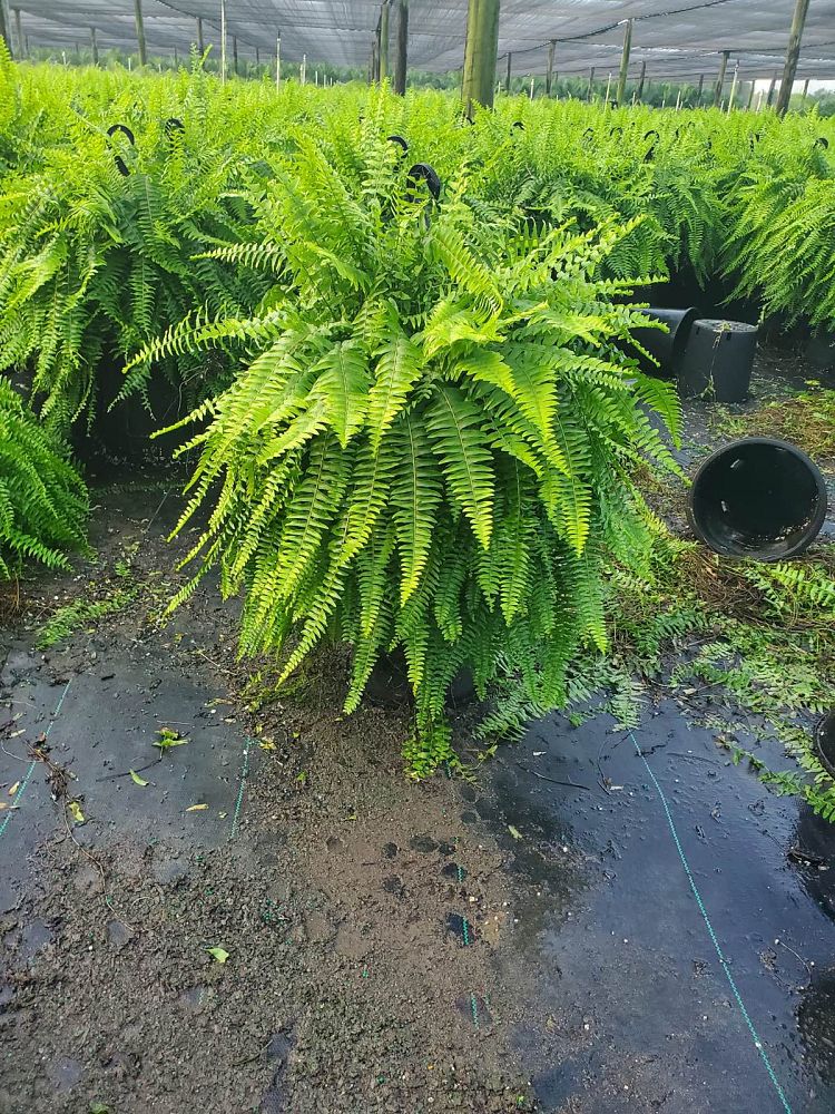 nephrolepis-exaltata-boston-fern