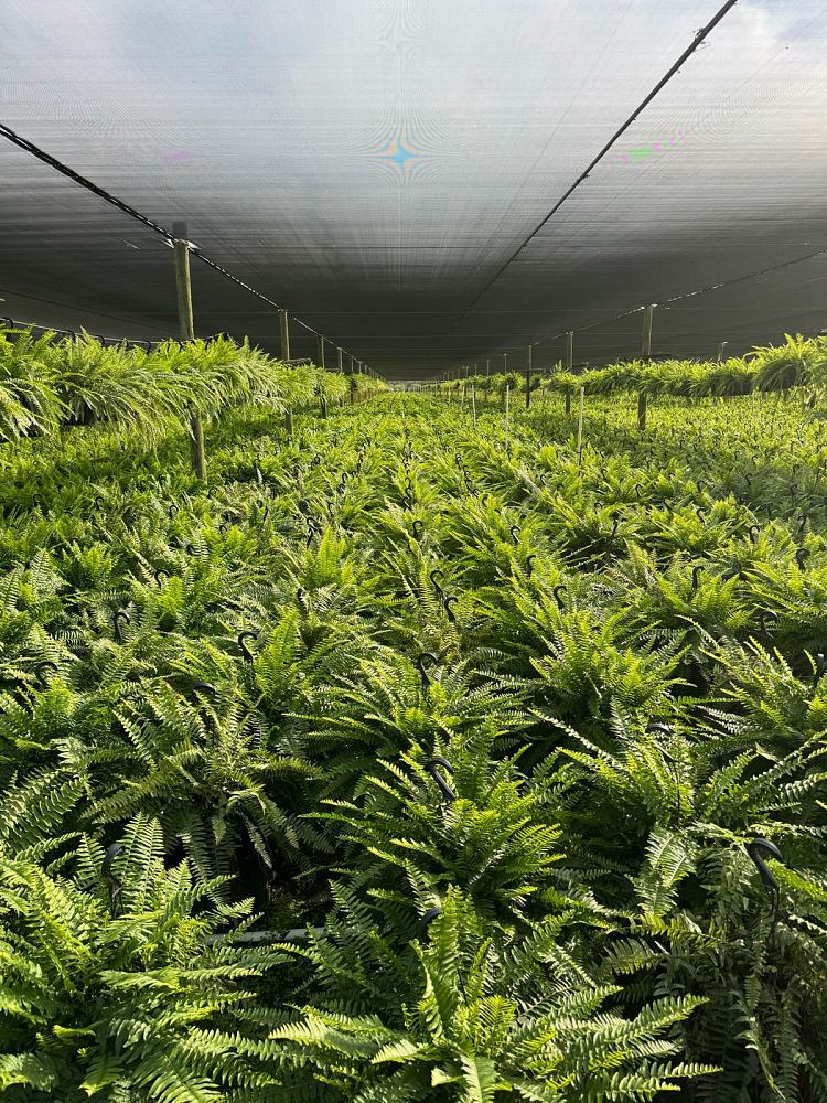 nephrolepis-exaltata-boston-fern