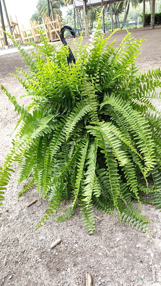 nephrolepis-exaltata-boston-fern
