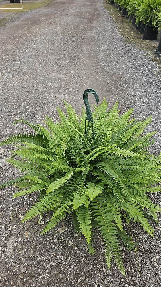 nephrolepis-exaltata-boston-fern