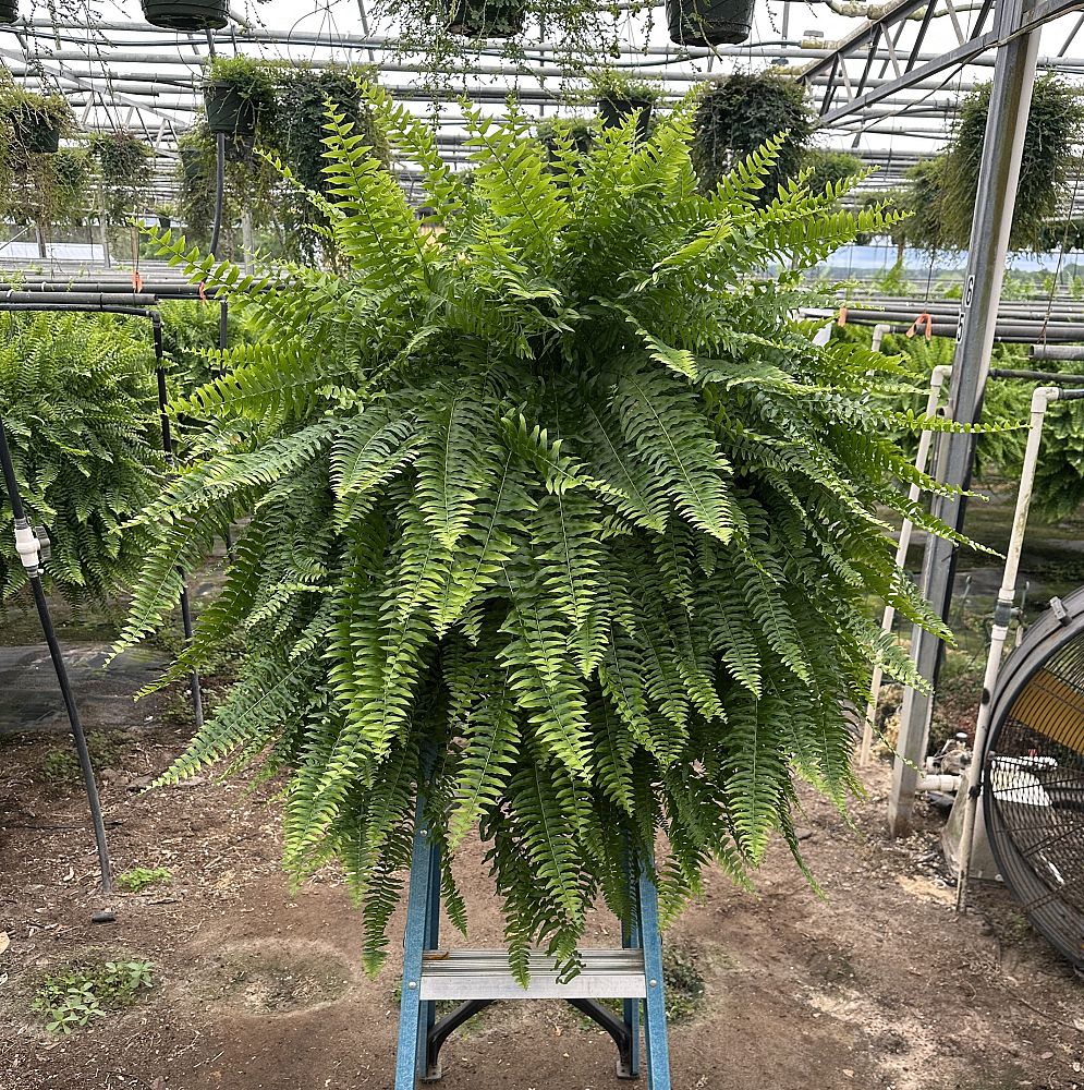 nephrolepis-exaltata-boston-fern