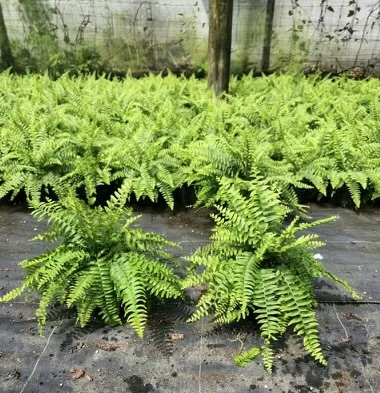 nephrolepis-exaltata-boston-fern