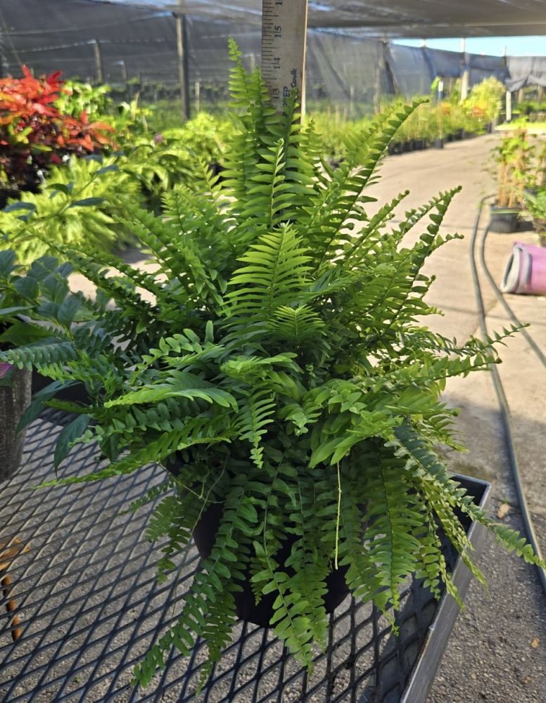 nephrolepis-exaltata-boston-fern