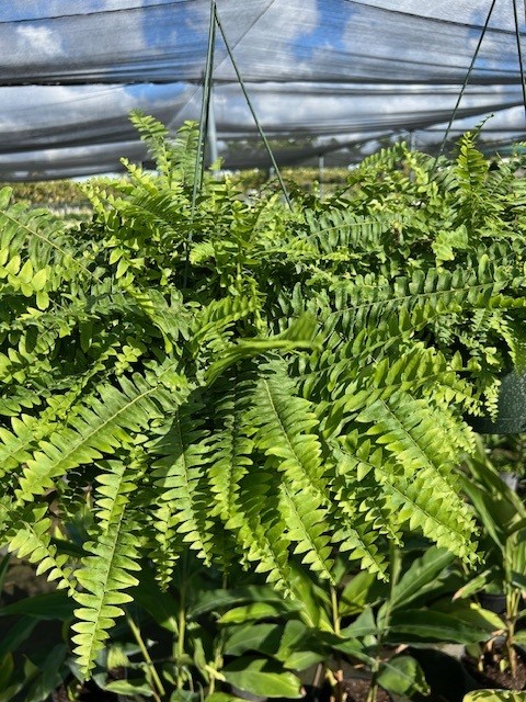 nephrolepis-exaltata-boston-fern