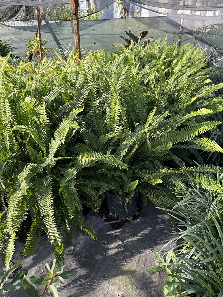 nephrolepis-exaltata-boston-fern