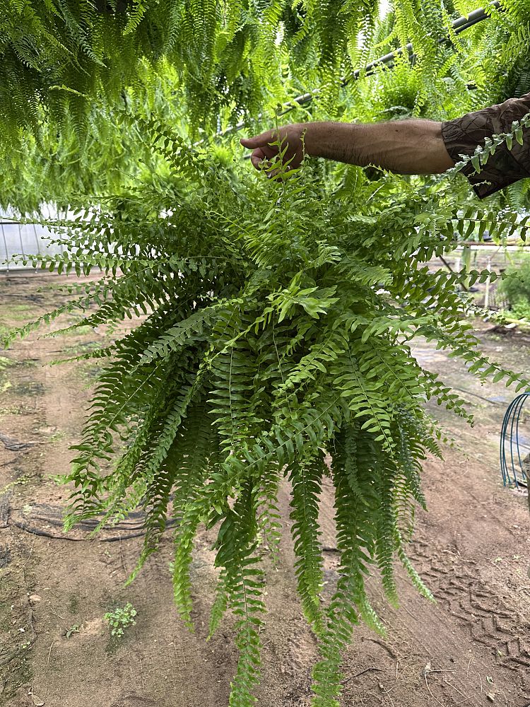 nephrolepis-exaltata-boston-fern