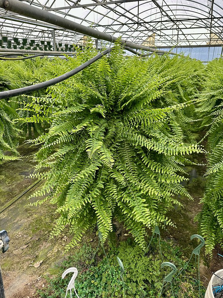 nephrolepis-exaltata-boston-fern