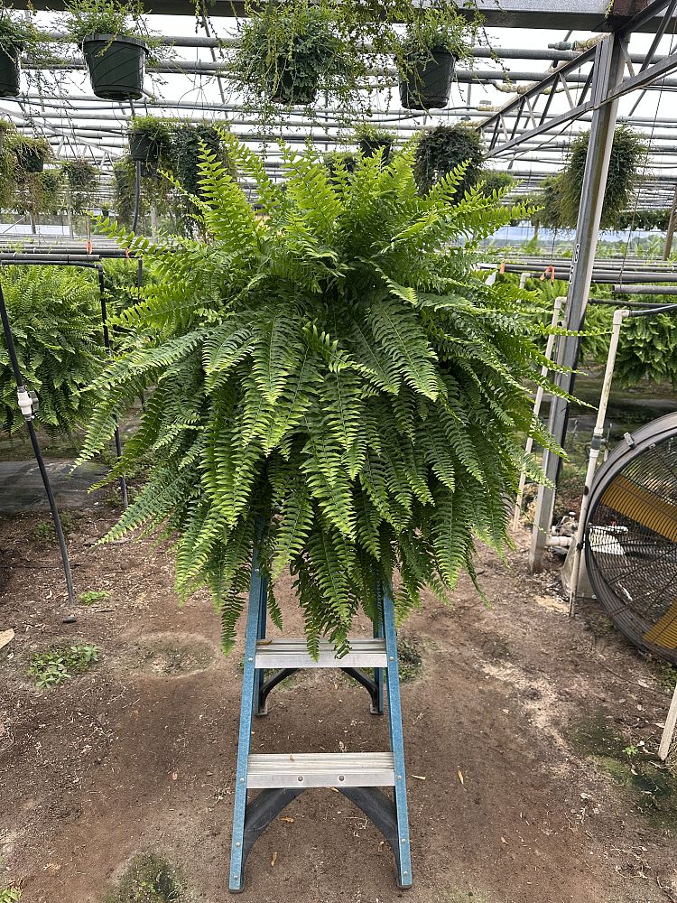 nephrolepis-exaltata-boston-fern