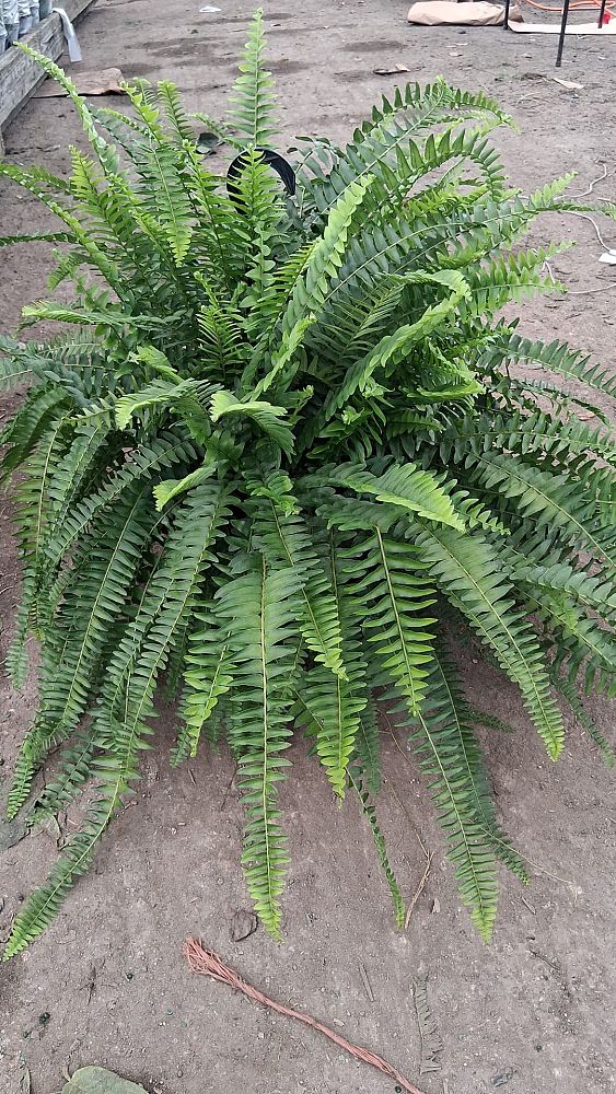 nephrolepis-exaltata-boston-fern