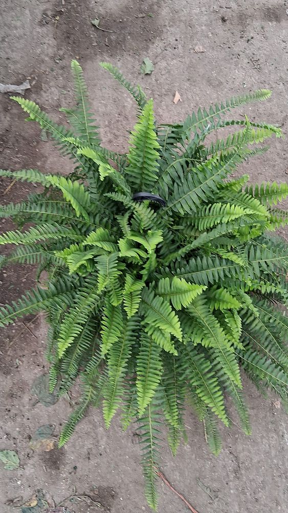 nephrolepis-exaltata-boston-fern