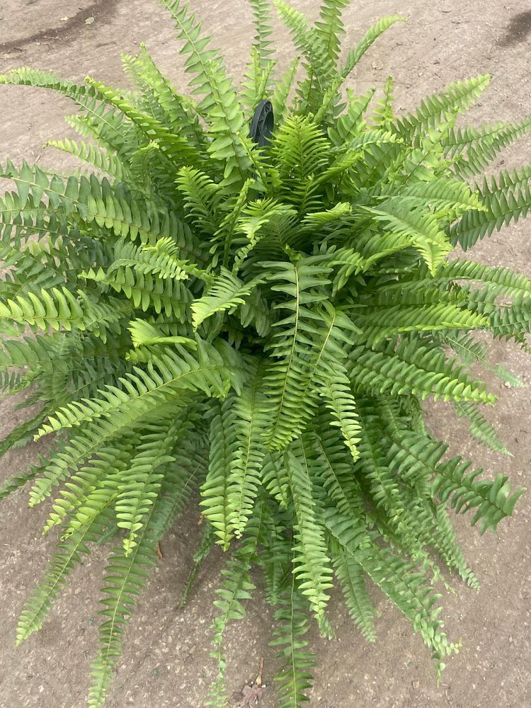 nephrolepis-exaltata-boston-fern