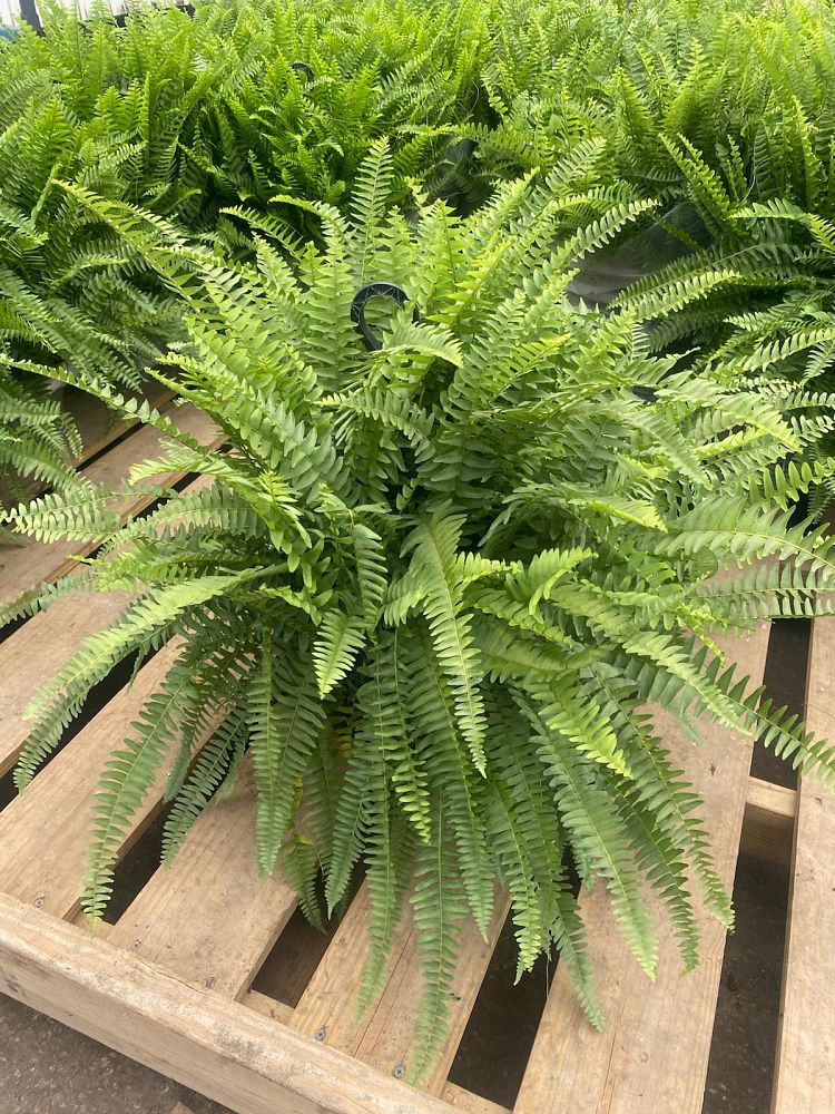 nephrolepis-exaltata-boston-fern