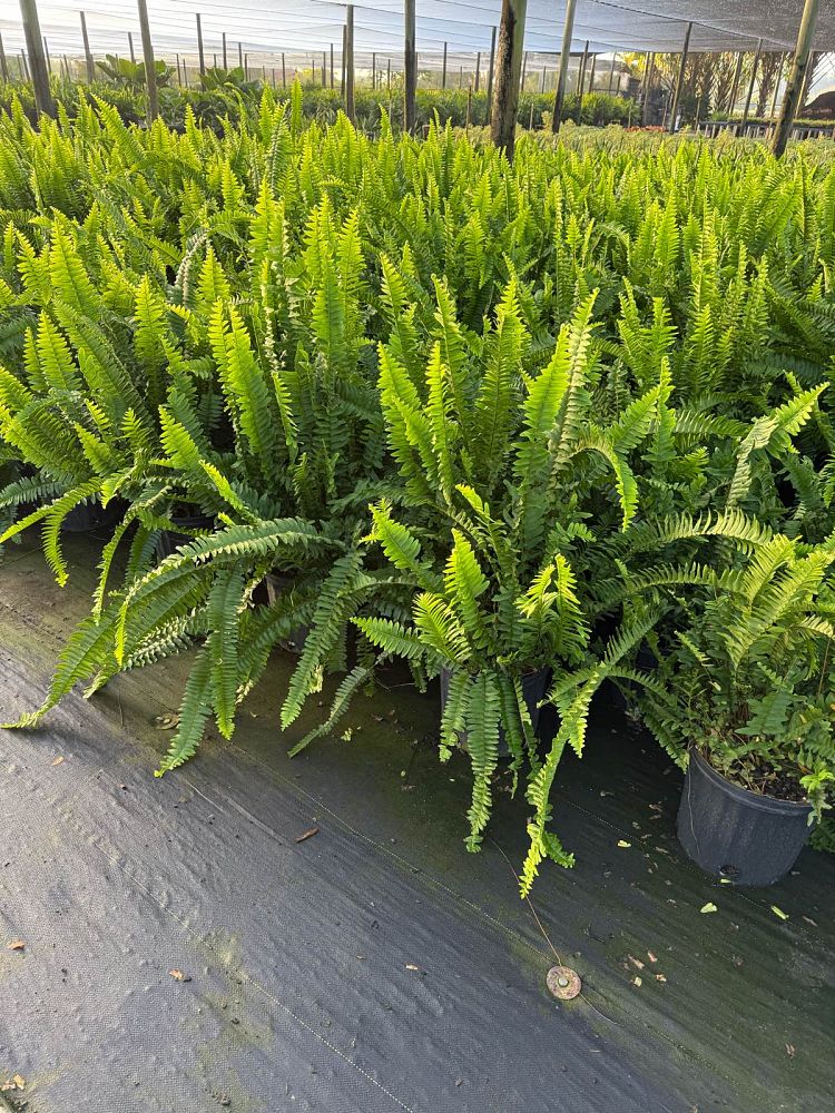 nephrolepis-exaltata-boston-fern