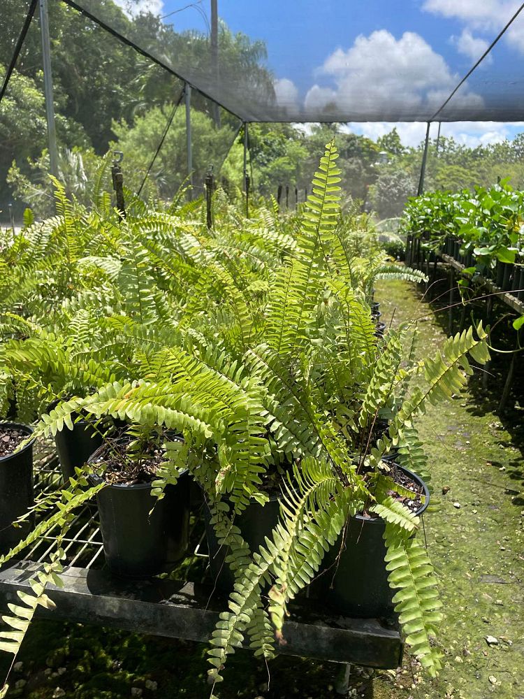 nephrolepis-exaltata-boston-fern