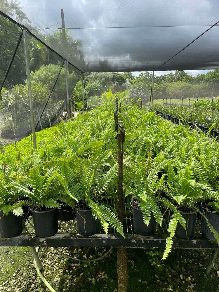 nephrolepis-exaltata-boston-fern