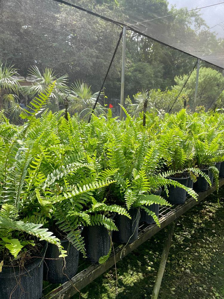 nephrolepis-exaltata-boston-fern