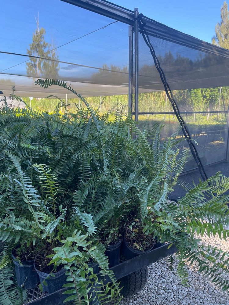 nephrolepis-exaltata-boston-fern