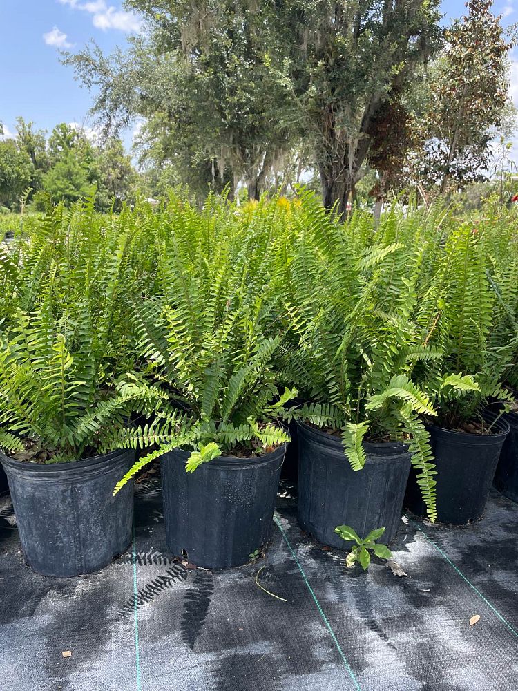 nephrolepis-exaltata-boston-fern