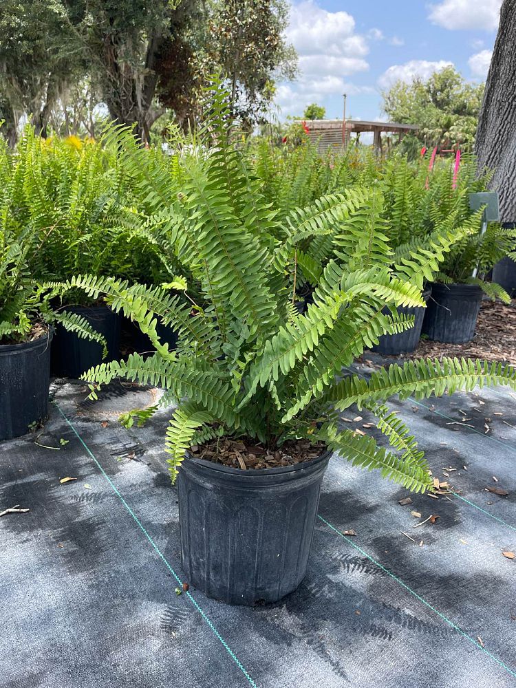 nephrolepis-exaltata-boston-fern