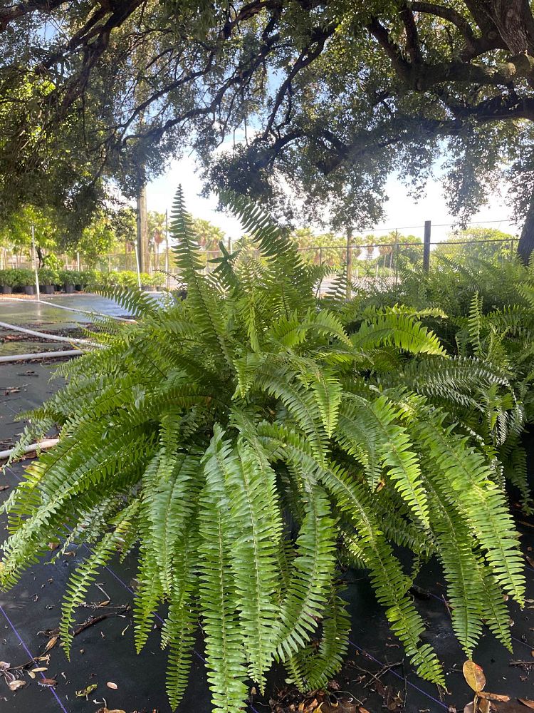 nephrolepis-exaltata-boston-fern
