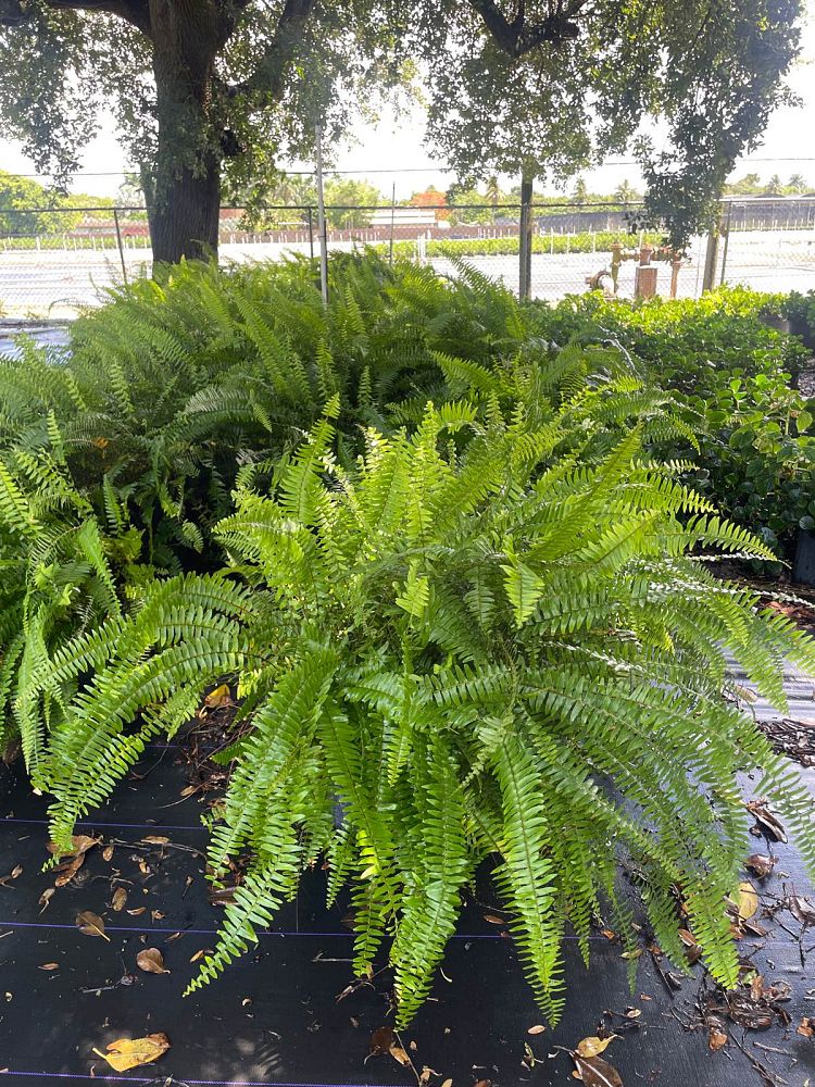 nephrolepis-exaltata-boston-fern