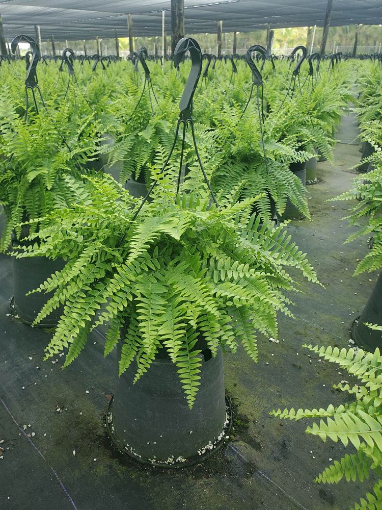 nephrolepis-exaltata-boston-fern
