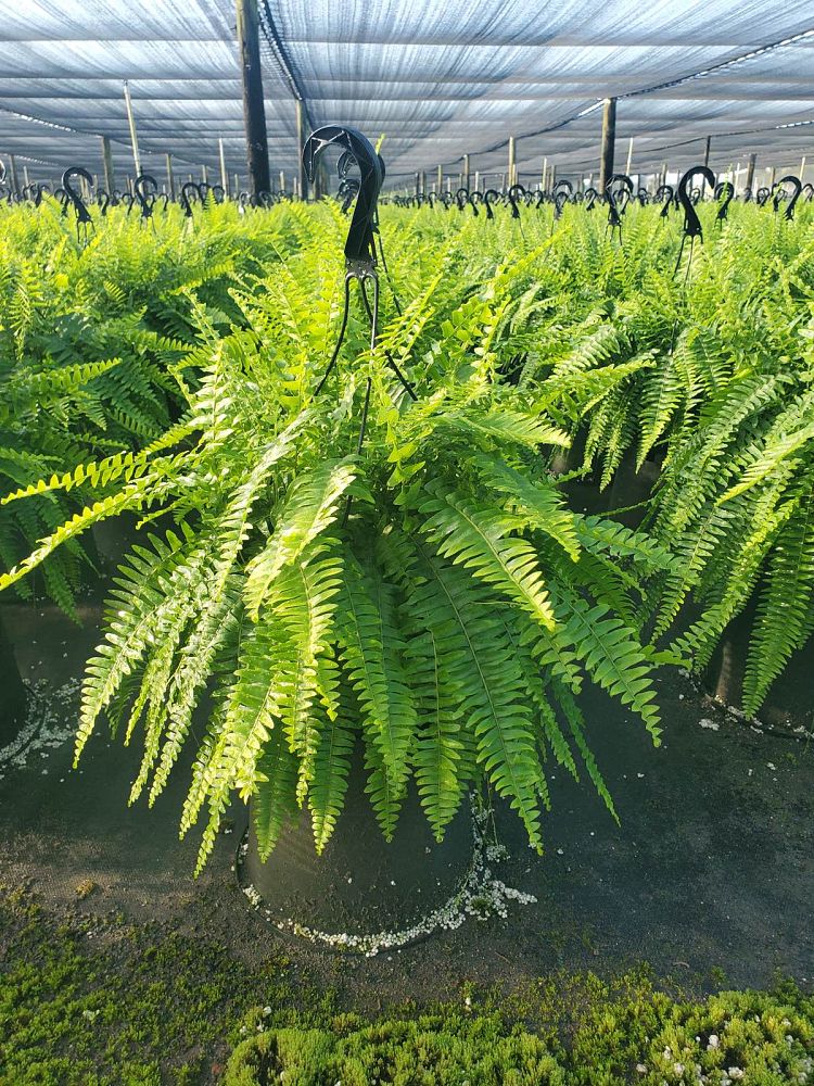 nephrolepis-exaltata-boston-fern