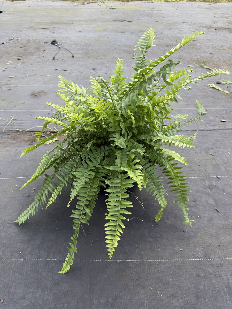 nephrolepis-exaltata-boston-fern