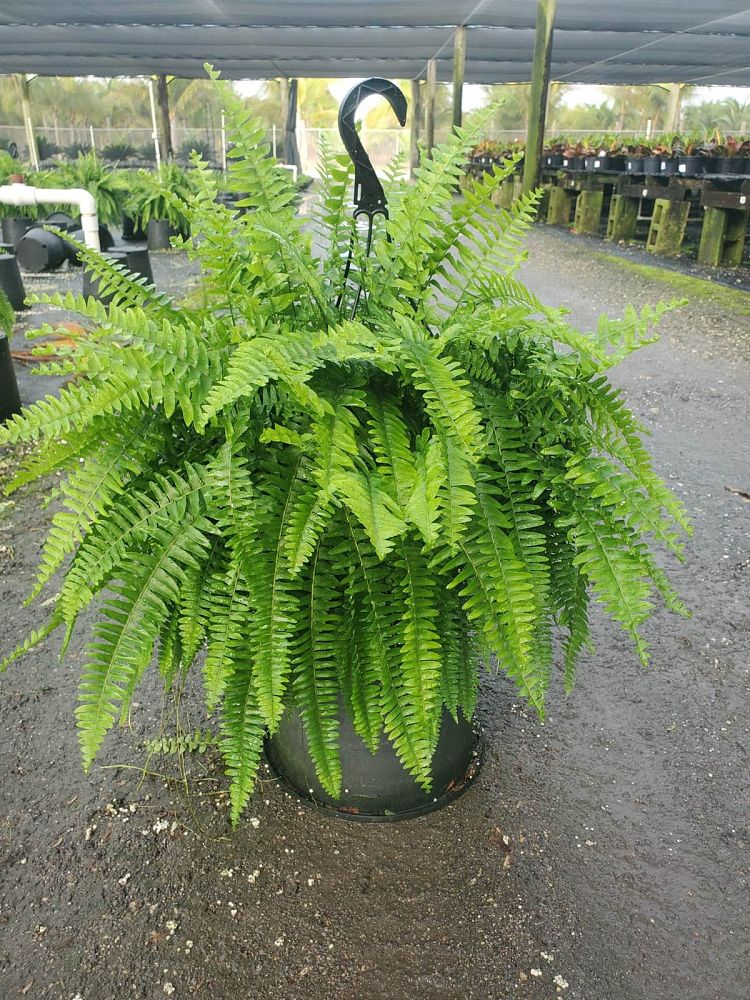 nephrolepis-exaltata-boston-fern