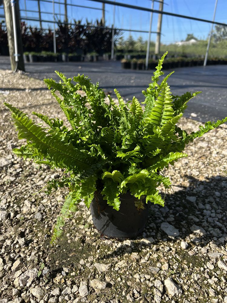 nephrolepis-exaltata-bostoniensis-compacta-boston-fern