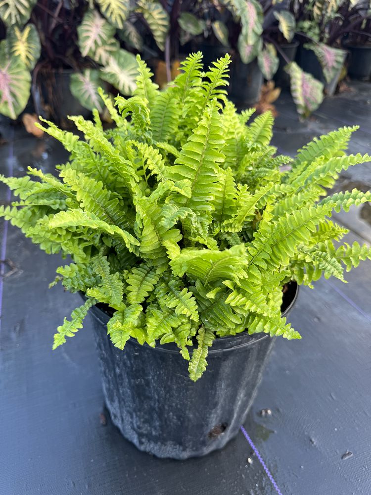 nephrolepis-exaltata-bostoniensis-compacta-boston-fern