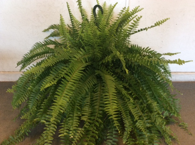nephrolepis-exaltata-bostoniensis-true-boston-fern-massii