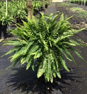 nephrolepis-exaltata-bostoniensis-true-boston-fern-massii