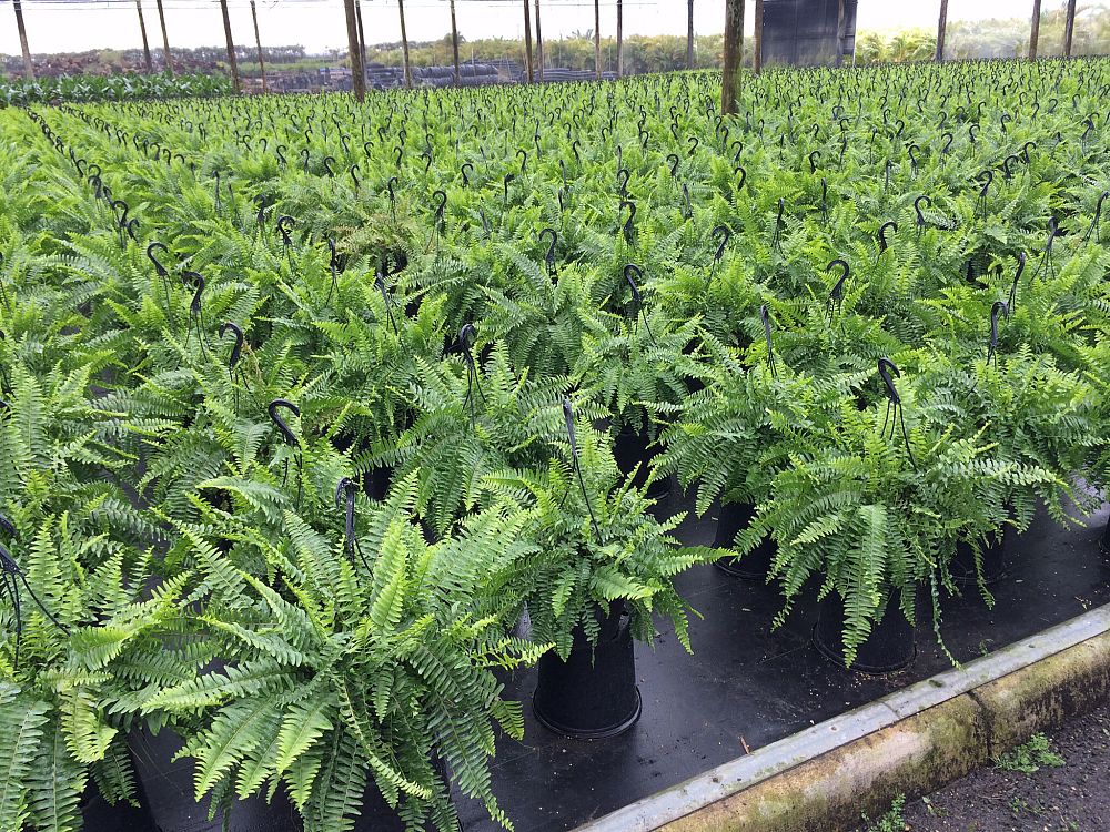 nephrolepis-exaltata-bostoniensis-true-boston-fern-massii