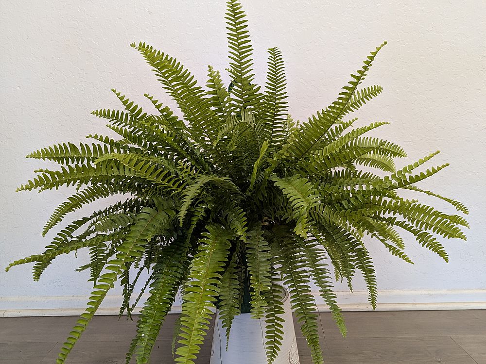 nephrolepis-exaltata-bostoniensis-true-boston-fern-massii