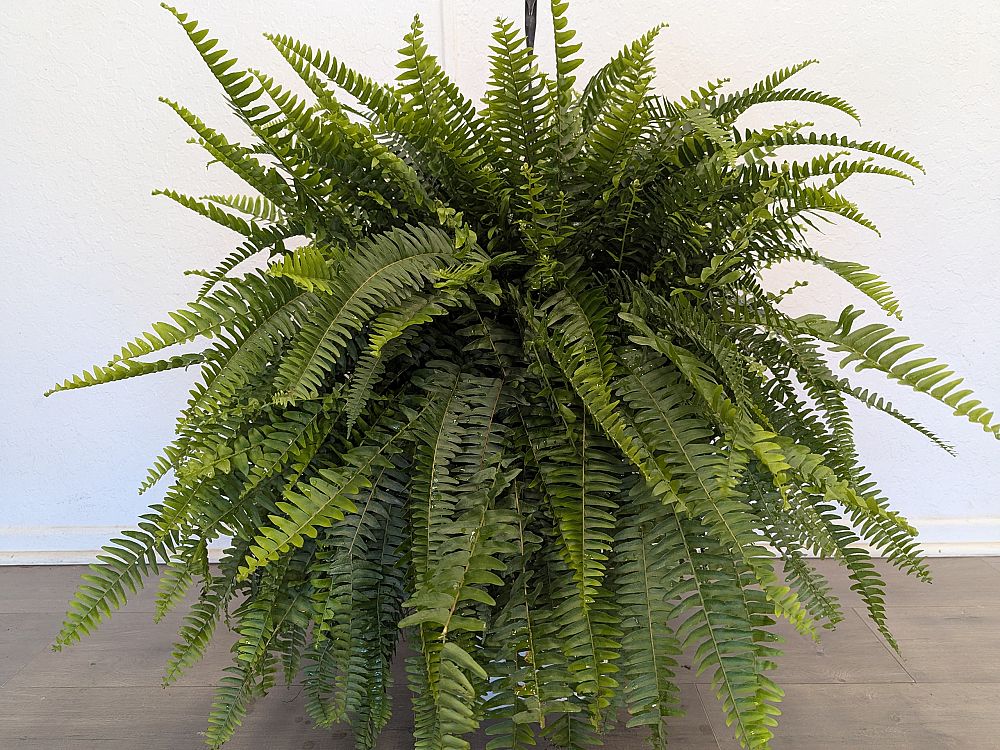 nephrolepis-exaltata-bostoniensis-true-boston-fern-massii