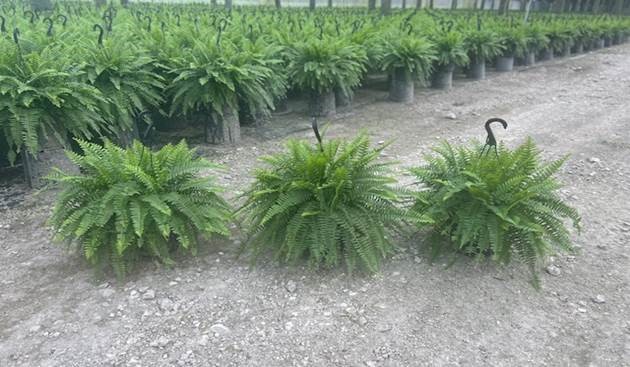 nephrolepis-exaltata-bostoniensis-true-boston-fern-massii