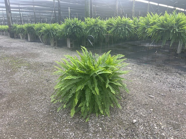 nephrolepis-exaltata-bostoniensis-true-boston-fern-massii