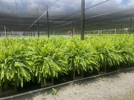nephrolepis-exaltata-bostoniensis-true-boston-fern-massii