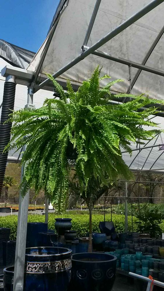 nephrolepis-exaltata-compacta-compact-boston-fern