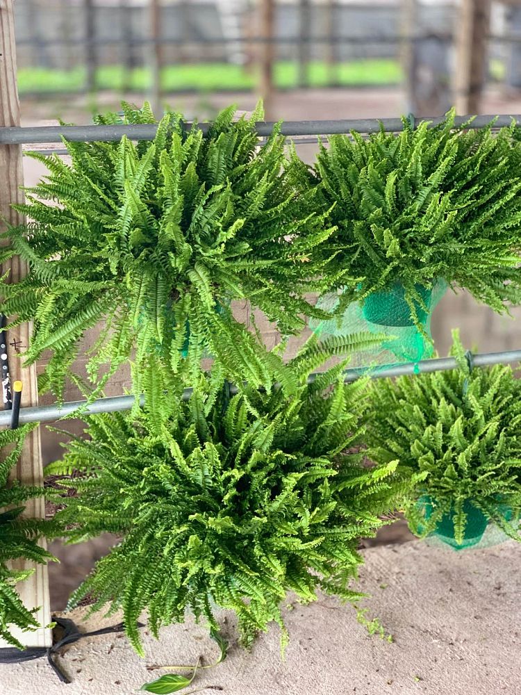 nephrolepis-exaltata-compacta-compact-boston-fern