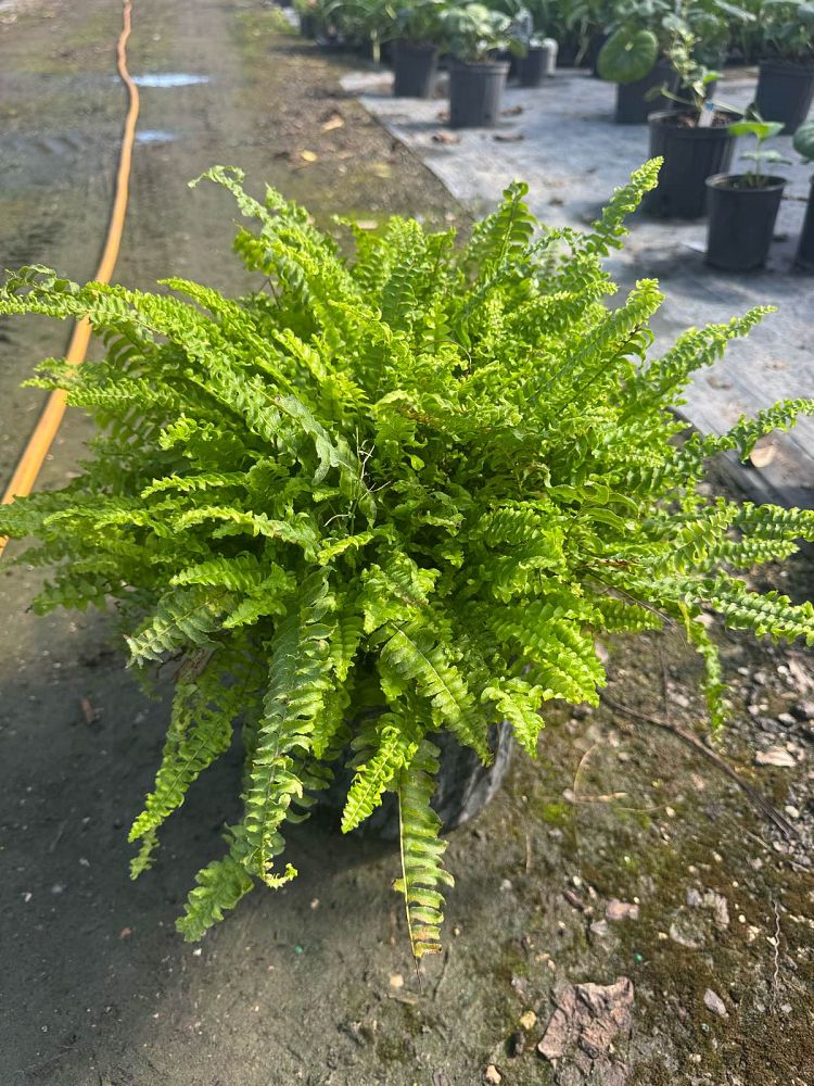 nephrolepis-exaltata-compacta-compact-boston-fern