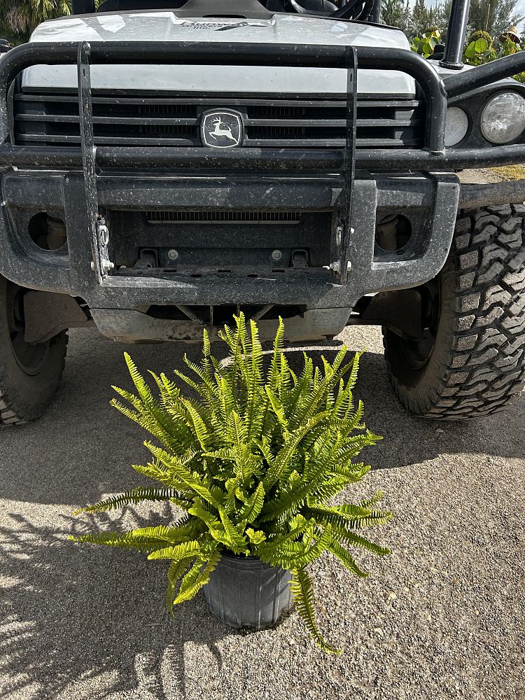 nephrolepis-exaltata-exaltata-boston-swordfern