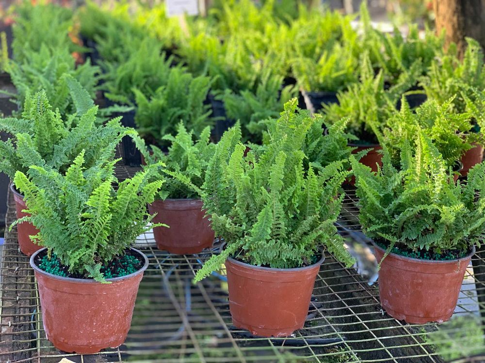 nephrolepis-exaltata-fluffy-ruffles-boston-fern