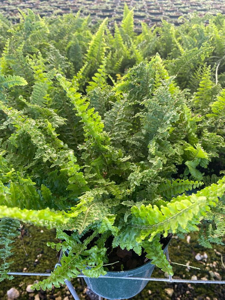 nephrolepis-exaltata-fluffy-ruffles-boston-fern