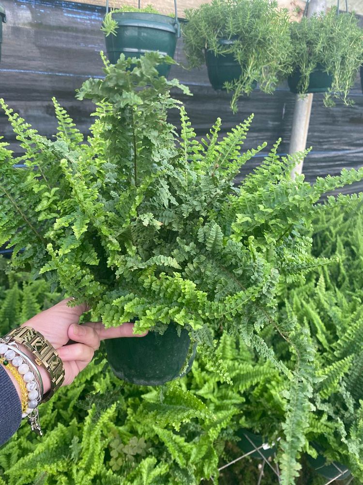 nephrolepis-exaltata-fluffy-ruffles-boston-fern