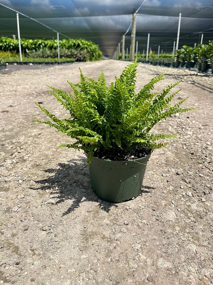 nephrolepis-exaltata-fluffy-ruffles-boston-fern