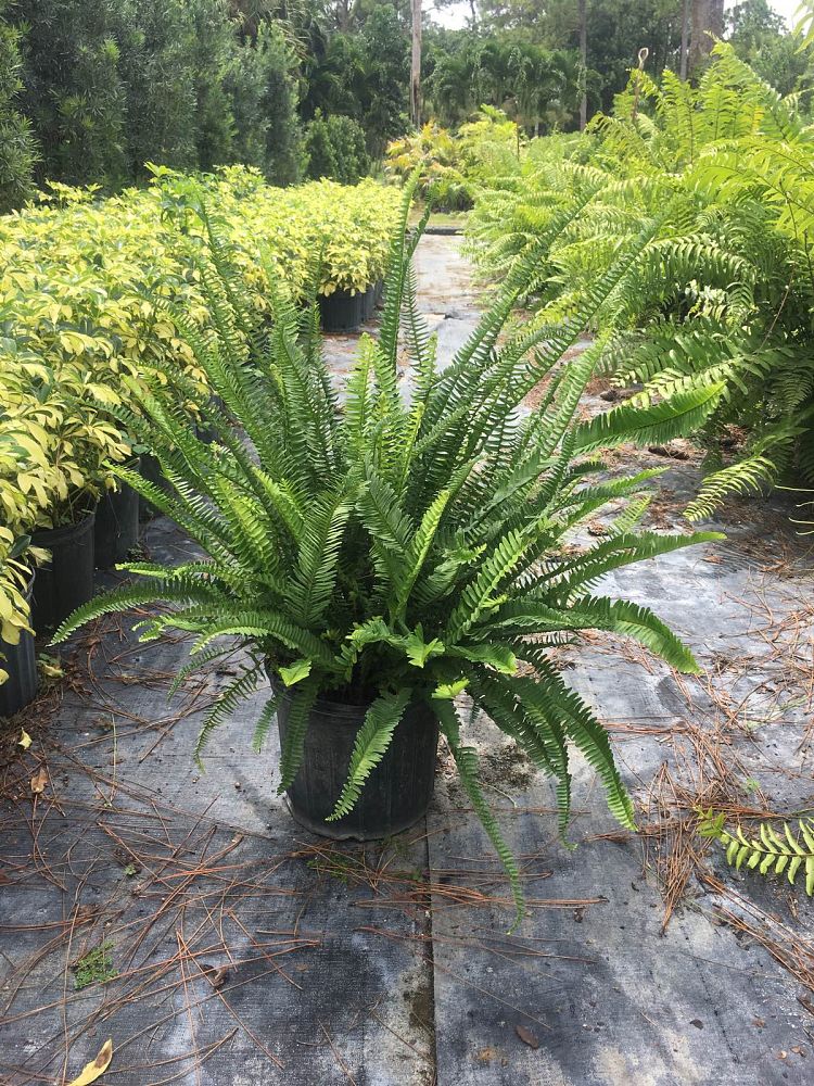 nephrolepis-exaltata-kimberly-queen